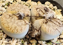 슈도 93 : 리톱스 - 엑스플랜트