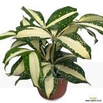 드라세나 밀키웨이 : 관엽식물 - 엑스플랜트