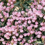 각시석남 / 콤팩타 / 17cm / 포트묘 : 관엽식물 - 엑스플랜트