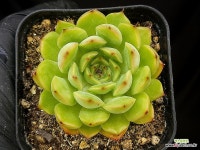 (재고정리)멜라니(중) 15-230 : 다육식물 - 엑스플랜트