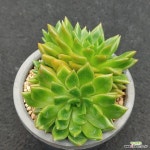 492 매직큐브 : 다육식물 - 엑스플랜트