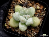 후레뉴(미니) 16-115 : 다육식물 - 엑스플랜트