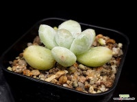 후레뉴(미니) 16-115 : 다육식물 - 엑스플랜트