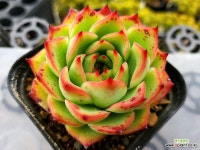 아모르 6-4179 : 다육식물 - 엑스플랜트