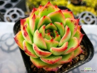 아모르 6-4179 : 다육식물 - 엑스플랜트