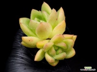 샤넬먼로 19-102 : 다육식물 - 엑스플랜트