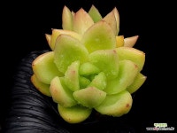 샤넬먼로 19-102 : 다육식물 - 엑스플랜트