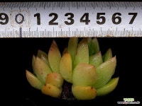 샤넬먼로 19-102 : 다육식물 - 엑스플랜트