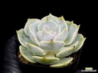 로라 19-106 : 다육식물 - 엑스플랜트