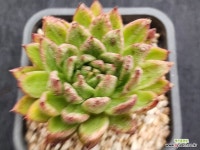 골드피쉬금 264 : 다육금 - 엑스플랜트