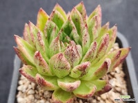 골드피쉬금 264 : 다육금 - 엑스플랜트