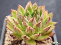 골드피쉬금 264 : 다육금 - 엑스플랜트