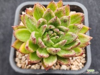 골드피쉬금 264 : 다육금 - 엑스플랜트