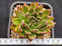 골드피쉬금 264 : 다육금 - 엑스플랜트