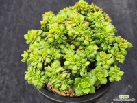 매직쨈골드철화 283 : 다육식물 - 엑스플랜트