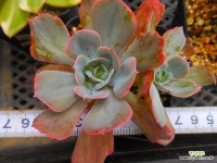 칠변화금081232 : 다육금 - 엑스플랜트