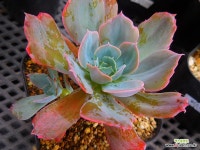 칠변화금081234 : 다육금 - 엑스플랜트