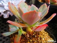 칠변화금081234 : 다육금 - 엑스플랜트