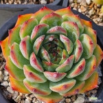 카시오적금 0813-36 : 다육식물 - 엑스플랜트 카시오적금  0813-36 : 다육식물 - 엑스플랜트