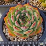 카시오적금 0813-36 : 다육식물 - 엑스플랜트 카시오적금  0813-36 : 다육식물 - 엑스플랜트