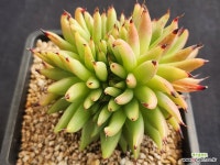 마제스타철화 158 : 다육철화 - 엑스플랜트