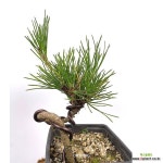 온정농원 소나무분재 미니해송 거실화분25cm : 공기정화식물 - 엑스플랜트