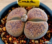 325번 C002A 화이트플라워 : 리톱스 - 엑스플랜트