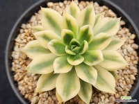 골든쥬빌리금 117 : 다육금 - 엑스플랜트