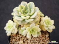 팅커벨금 273 : 다육금 - 엑스플랜트