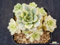 팅커벨금 273 : 다육금 - 엑스플랜트