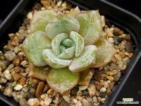 독일샴페인(소) 27-69 : 다육식물 - 엑스플랜트