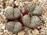 코노피튬 옵코델룸 606 : 코노피튬 - 엑스플랜트