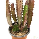 온정농원 홍채각 인테리어 선인장화분 30cm : 공기정화식물 - 엑스플랜트