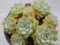 70 에일린 : 다육금 - 엑스플랜트