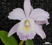 카틀레아 카틀레야 시 브리즈 연보라 연핑크 향기나는꽃 희귀종 엑스플랜트 엑플 : 카틀레야 - 엑스플랜트