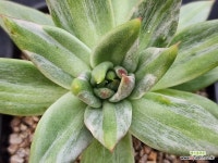 레인보우금 261 : 다육금 - 엑스플랜트