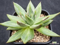 레인보우금 261 : 다육금 - 엑스플랜트