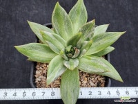 레인보우금 261 : 다육금 - 엑스플랜트