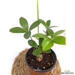 온정농원 멕시코소철 공기정화식물 26cm : 공기정화식물 - 엑스플랜트