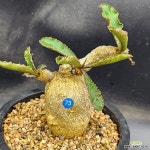 유포르비아 섭아포다 : 다육식물 - 엑스플랜트