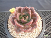 백야8-1278 : 다육식물 - 엑스플랜트