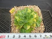 비바칠레금8-1099 : 다육금 - 엑스플랜트