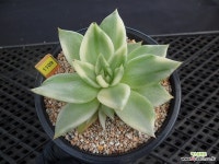 마리아금8-1109 : 다육금 - 엑스플랜트