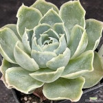 시뮬란스0824-322 : 다육식물 - 엑스플랜트