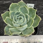 시뮬란스0824-322 : 다육식물 - 엑스플랜트