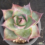 카시오적금,08/25 : 다육식물 - 엑스플랜트