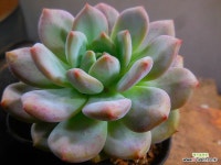 아리엘 8/26-1008 : 다육식물 - 엑스플랜트