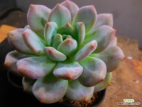 아리엘 8/26-1008 : 다육식물 - 엑스플랜트