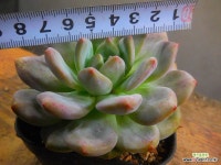 아리엘 8/26-1008 : 다육식물 - 엑스플랜트