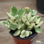 웅동자금 082444 : 다육식물 - 엑스플랜트